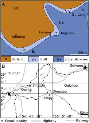 Tooth Structure and Replacement of the Triassic Keichousaurus (Sauropterygia, Reptilia) From South China